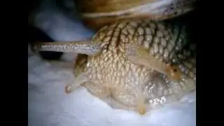 microscope video shows a roman snail (Helix pomatia) / Nahaufnahme einer Weinbergschnecke