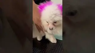 Dry after bath #pets #petshub #animalowner #puppy #petcenter #dogowner #petowner #dog
