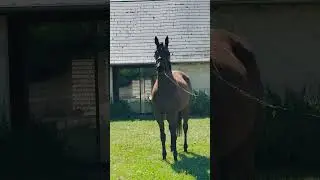 Cheval &agrave; vendre - Poulain m&acirc;le par Diamant de Semilly - equirodi.com