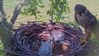 #falcon Cam4#54 Review baby birds in the nest - Dad and mother brings food to feed their chicks