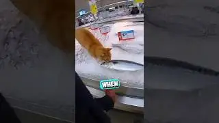 Этот кот пытался украсть рыбу 😳 (@animandopinterest/TT)