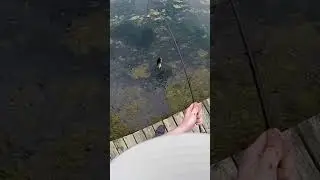 Relaxing Fishing in Deep Forest 🎣 (Wait for the catch!) #shorts #focus #forestambience #greennoise