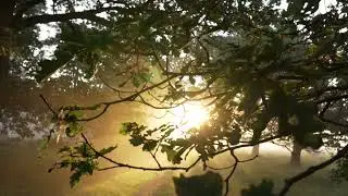 Trees, Fog, Forest, Light, Sun, Sunrise footage video