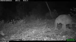 Western grey kangaroo