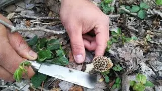 Morel Mushroom Tercera salida Murgulera COLMENILLAS-MURGULAS