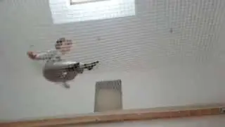 Vid&eacute;o filet d'habitation