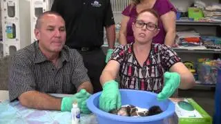 Become a Foster - Kitten Nursery with Tommy from KYXY