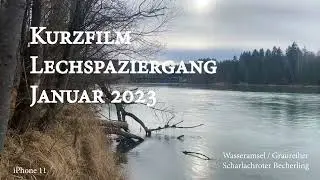 Kurzfilm: Lechwanderung Januar 2023 - Wasseramsel, Graureiher, Becherlinge - Lumix GH6, G110
