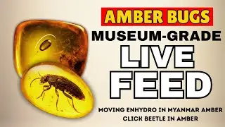 Real Amber with insects &ndash; Rare Insects & Enhydro Bubbles