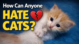 This Kitten Can Make Anyone Love Cats 🐾💗 #cat #kitten #kittenlove #kittenplaycommunity 