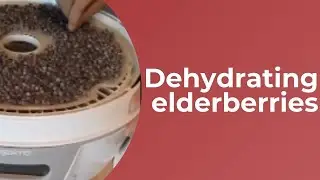 Dehydrating elderberries for DIY medicine and long term storage