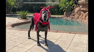 Funny Senior Great Dane Rocks Her Red Lobster Halloween Costume