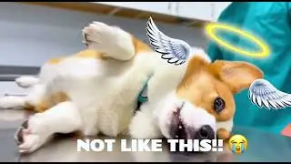 Animals Playing Dead at the Vet Compilation [Cute Animals &bull; Sora 2 Video: Funny Animals Compilation]