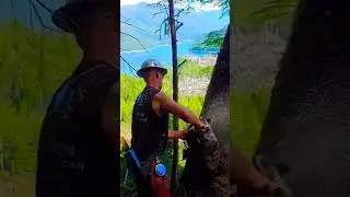 Cut down a 600 year old oak tree #logging #logger #loggingvideos #lumberjack #chainsaw