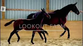 FOR SALE: Fandango LF - 2023 Colt
