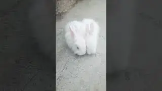 cute baby Angora  rabbit #shorts