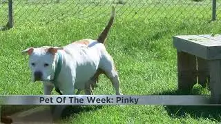 Adoptable pet, Pinky, longing for a home to spend the rest of her days