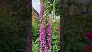 Foxgloves in our garden #uk #garden #foxglove