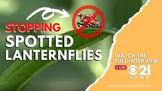 CBS21 News: Stopping Spotted Lanternflies | Garden Thoughtfully