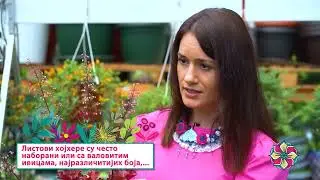 Cvetni kutak ep.297 17.07.2025. Allium, ukrasni luk, zelenolisni javor, bonsai, Živko Panić, Lipnica