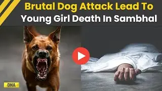 Uttar Pradesh News: Young Girl Brutally Attacked By Dogs In UP's Sambhal, Dies After Losing Arm