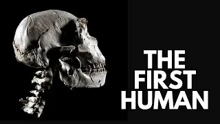 Homo Ergaster Is The KEY To Understanding Human EVOLUTION