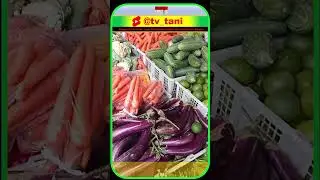 Pasar sayur Plaosan, Magetan Jawa Timur  #tvtani #sayurpasar #pertanian #agrikultur