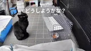 黒猫ちゃん捕獲しました① #ねこ #猫のいる暮らし #保護猫