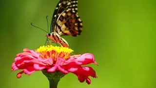 Butterfly Free Background Video, Free Stock Footage,No Copyright, Video Backgrounds, Animations