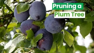 Pruning a Plum Tree