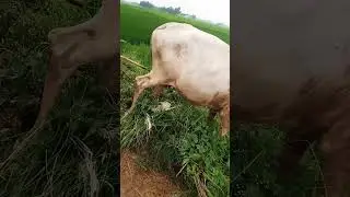#Gayviral#song