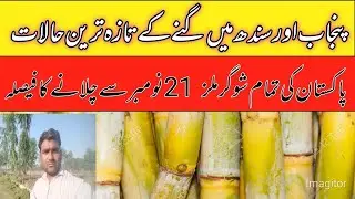 پاکستان میں گنے کی کرشنگ 21 نومبر سے شروع/Shugarmil information today/local farmers