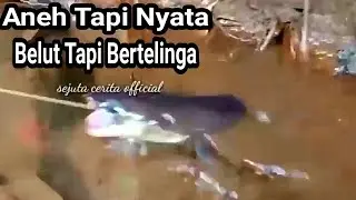 Mitos Atau Fakta || Belut Bertelinga, Apakah Ini Yang Disebut Moa