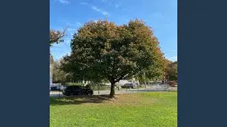 Like A Tree (big moss jam)