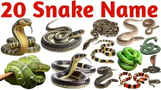 20 Snake Names for Kids | Preschool Animal Learning Video