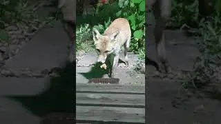🦊 Ajax the friendly urban #fox makes a night visit for some bacon 🥓