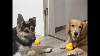 和孤独的你唠唠：遇到救助站不捐款不收狗，心里挺不是滋味。Shelter refused stray dog&mdash;&mdash;no donation, no help