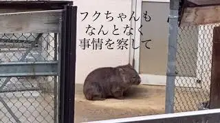 僕とフクちゃん、心のドキュメント
