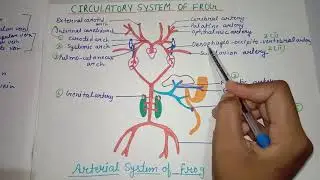 Circulatory System of Frog 🐸