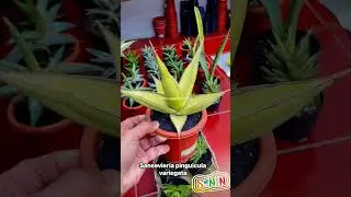 Sansevieria pinguicula variegata www.argaplant.com#sanseveria  #plants