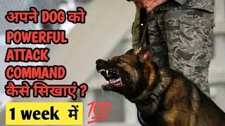 How to teach Attack Command to your dog | Dog Ko Attack Command Kaise Sikhaye | Guard Dog Training