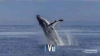 Yaqui Yoeme Language: Animals/Relatives of the Ocean, Sea World, Asuta Yoemia