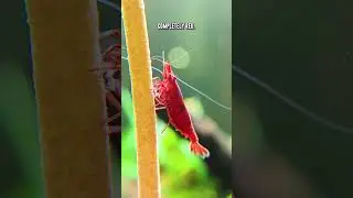 Red Cherry Shrimp 🦐 Fire Red VS Lower Grades; The Difference?