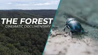 The Hollabrunn Forest | Cinematic Documentary (English Subtitles) | Video Contest 2021