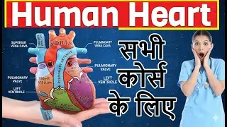 ❤️ Human Heart and Its Layers in Detail | Anatomy & Physiology | Very Easy Explanation Cardiovascula