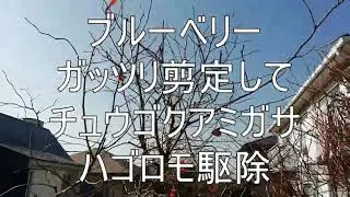 ブルーベリー剪定してチュウゴクアミガサハゴロモ駆除