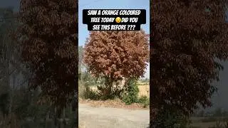 Did you see orange colour trees before ? 😍✨#youtubeshorts #ihavethisthingwithplants