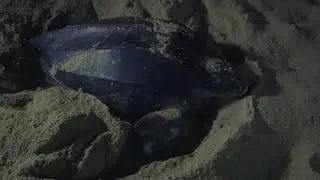 Sur les traces des tortues - Reproduction