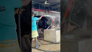 The shepherd is carefully bathing the ox with water #farming #animallife #bathing #hardwork #viral