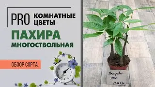 Пахира многоствольная - самое при самое неприхотливое комнатное растение
